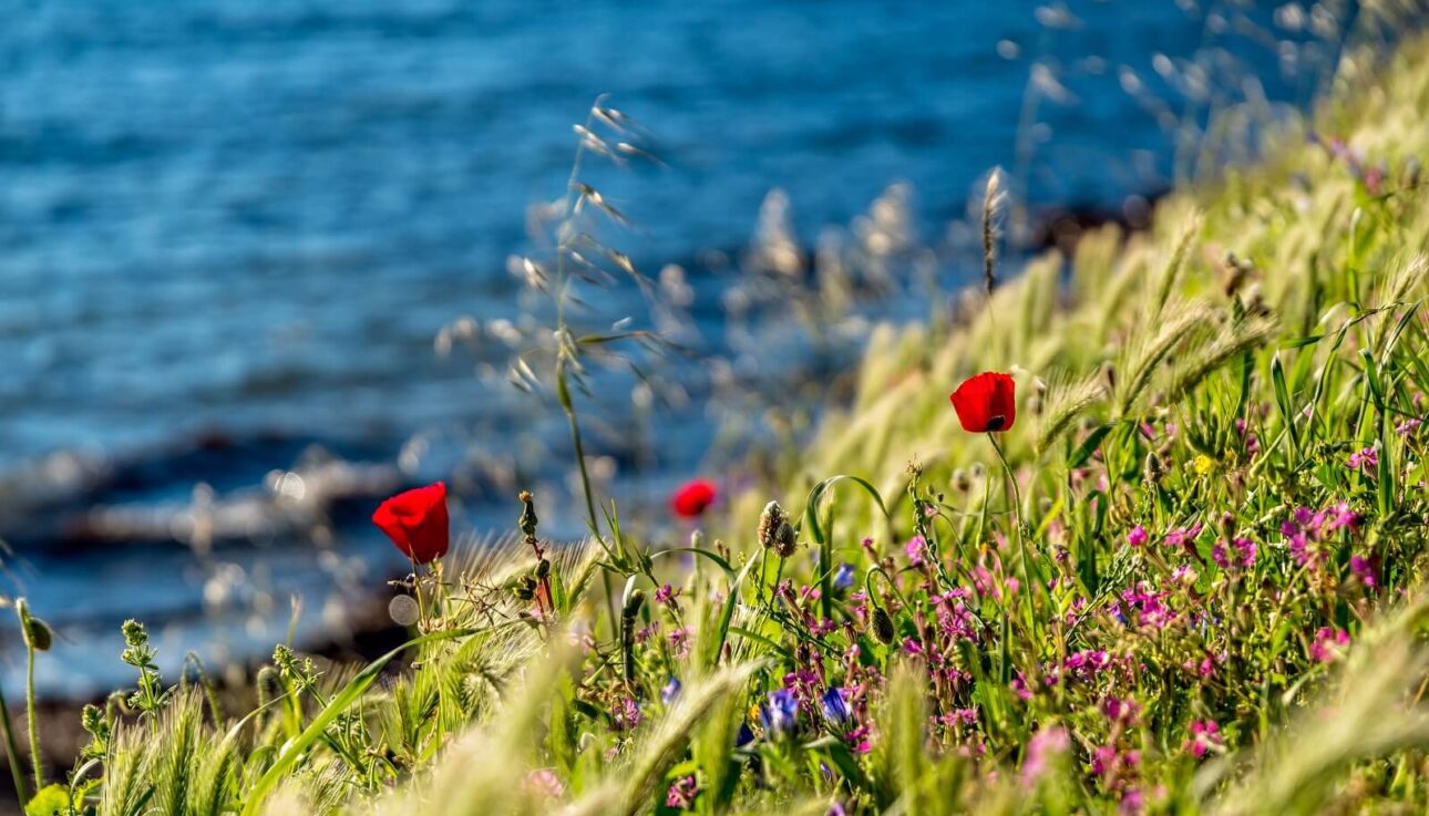 Image of some springtime flowers and grasses and the sea in the background. Taken in Lesvos, Greece