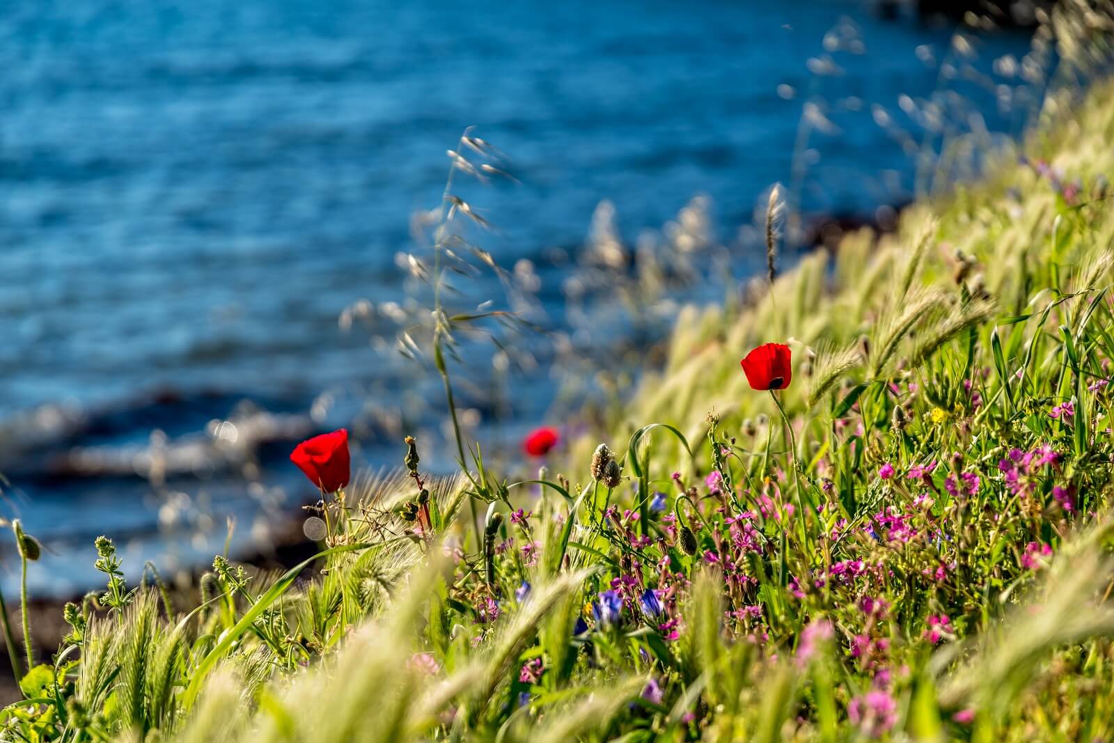 Lesvos is Beautiful in Springtime: We Explore Why Greece isn’t Just for Summer!