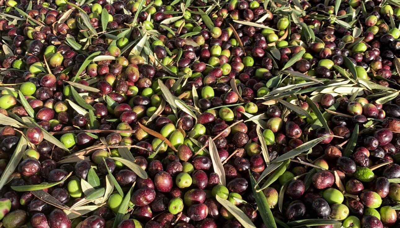Image of lots of harvested olives