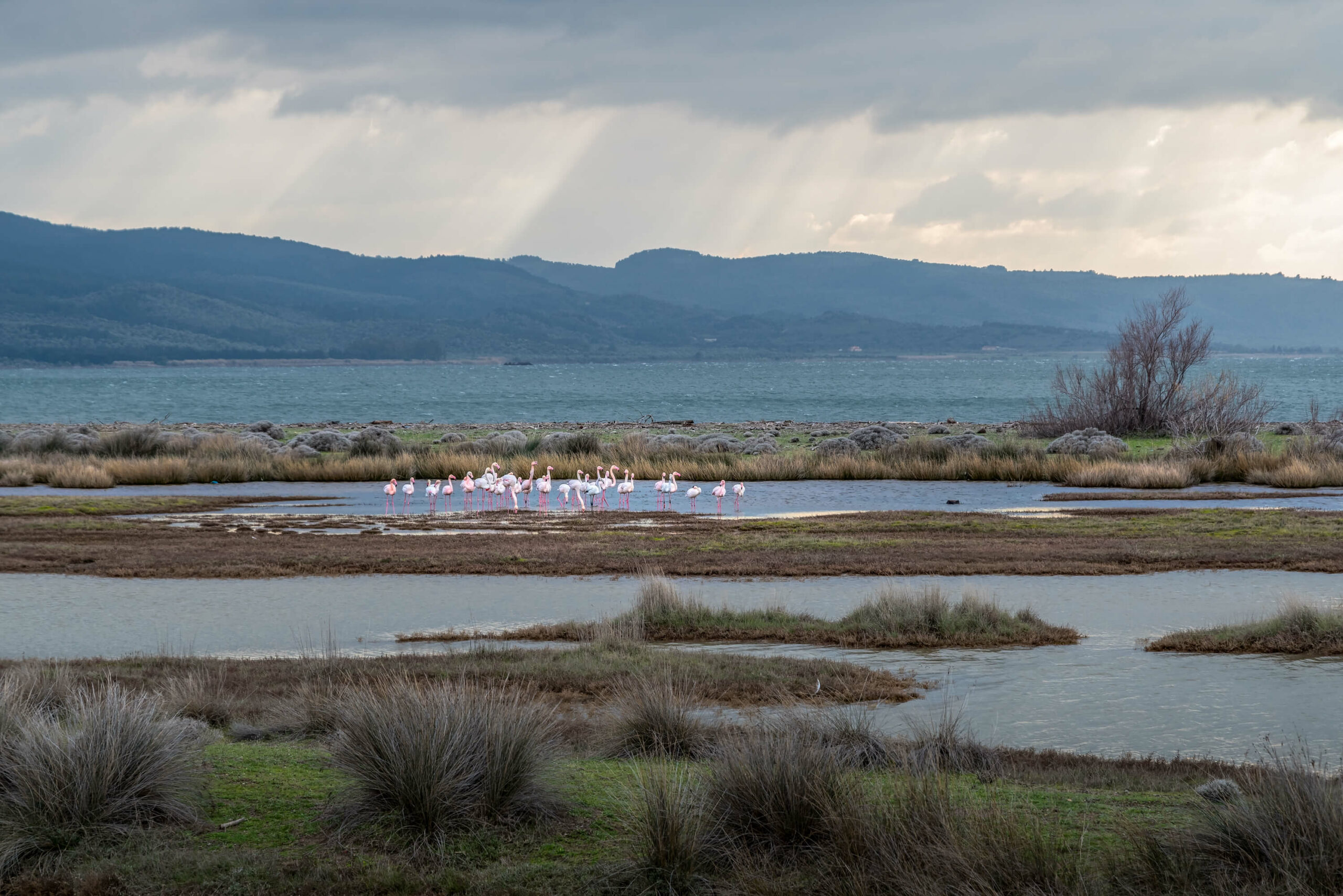 Nature on Lesvos – Birdwatching