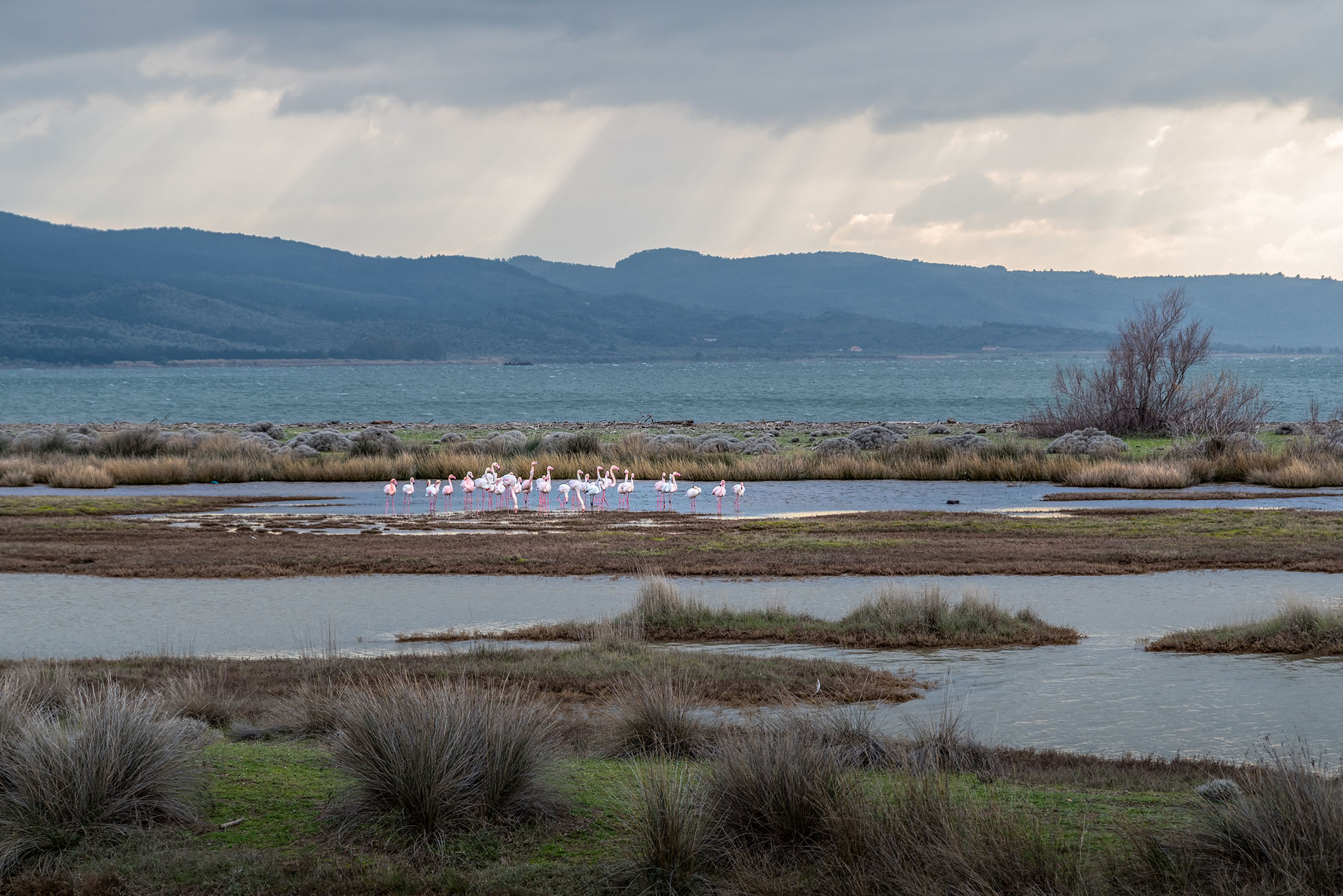 The Best Places for Birdwatching in Lesvos